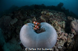Anemone Fish by Zaflee Md Suibarek 